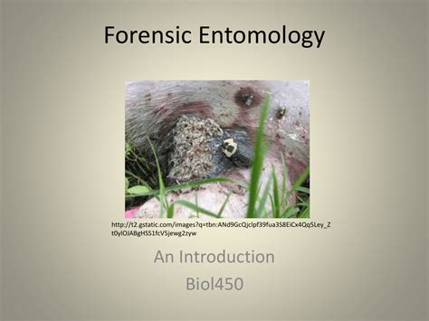 Forensic Entomology