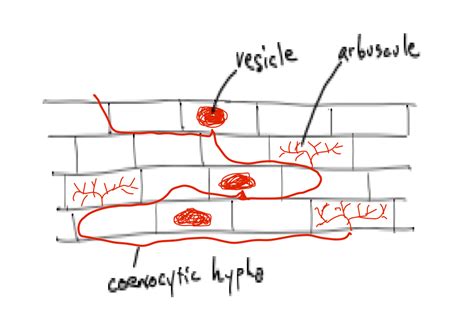 Glomeromycota Life Cycle