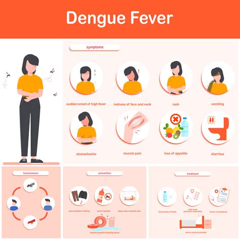 Vector illustration infographics dengue fever symptoms, transmission, prevention and treatment ...