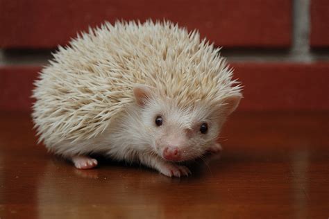 Baby Albino Hedgehog | Baby hedgehog, Hedgehog animal, Albino hedgehog