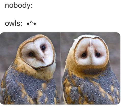 25 of the Cutest Owl Memes to Brighten Your Day | Let's Eat Cake