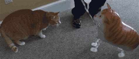 Angry Cat GIF - Find & Share on GIPHY