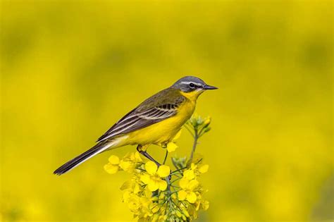 Yellow Bird Identification