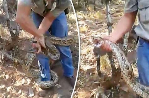 Snake catcher trapped and CRUSHED by massive python in horror video ...