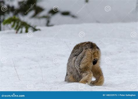 Lynx Hunting in the Snow , with His Head in the Snow Stock Image - Image of dangerous, stalk ...