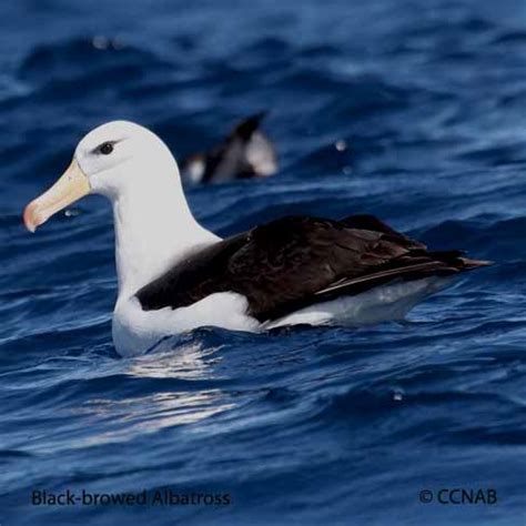 Black-browed Albatross (Thalassarche melanophris) - BBAL