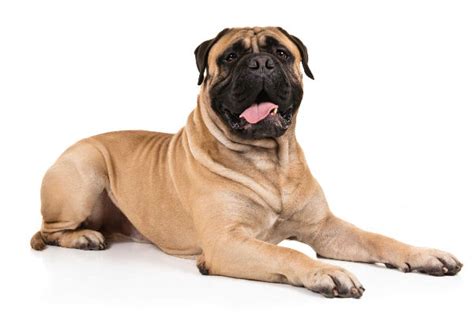 9 Things Your Mastiff Wants to Tell You - SonderLives