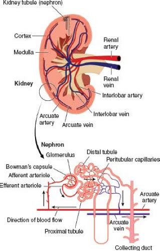 Perfusion and Dynamic Contrast-Enhanced Imaging to Study Renal Function ...