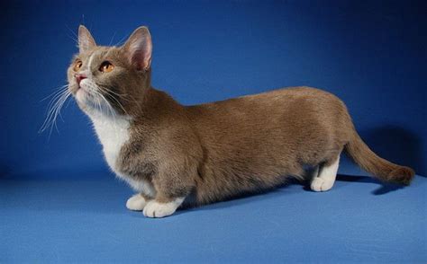 MUNCHKIN CAT BREED | Cat breeds of the world