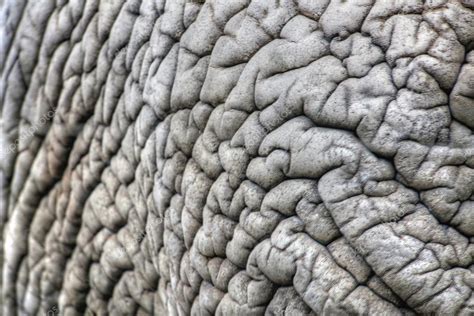 African elephant skin — Stock Photo © muuraa #38255577