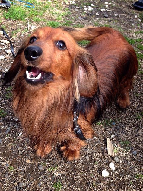 43+ Dachshund With Hair Pic - Bleumoonproductions