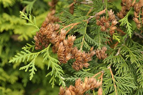 13 Different Types of Cedar Trees (All Cedar Tree Varieties) - PlantSnap