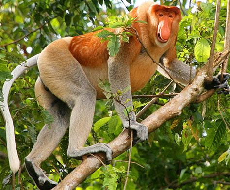 Proboscis Monkey - Natural History on the Net