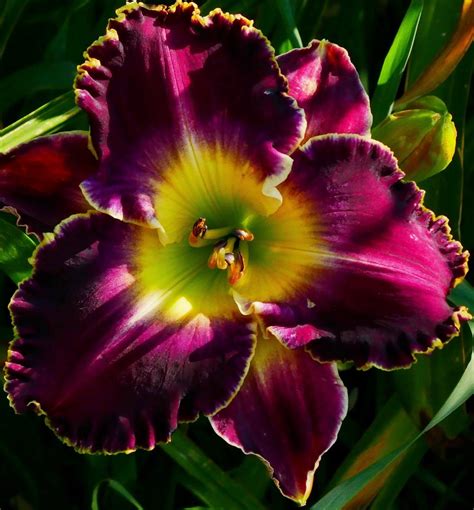 Daylilies: Plant Care and Collection of Varieties - Garden.org