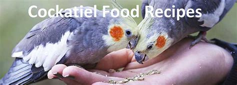 Cockatiel Bird Best Food Recipes, Brands And Cockatiel Care