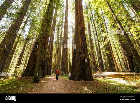 A man hikes through giant redwood trees in Humboldt Redwoods State and National Park along the ...