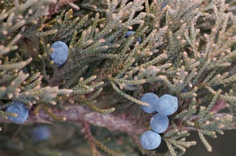 File:Juniper tree 3777.jpg - Wikimedia Commons