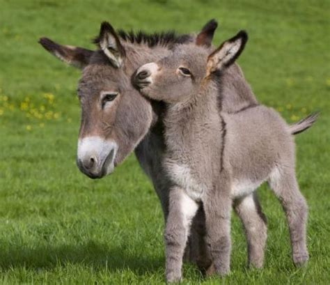 Mom and her baby donkey : r/aww