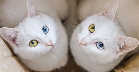 These Identical Twin Cats Share Everything, Even Their Multi-Colored E ...