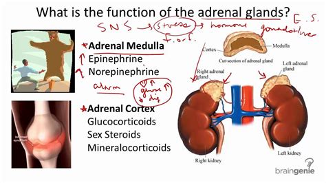 Adrenal gland and kidney function - sceneklo