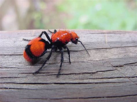 Velvet Ants Sting, Male, Blue, White, Eastern and their Habitat ...