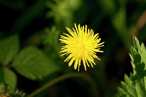 Catsear flower. Photograph by Elena Perelman - Fine Art America