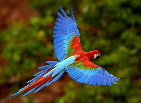 The 10 Most beautiful Exotic Birds In The World