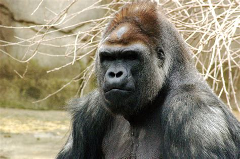 File:Gorilla 019.jpg - Wikipedia