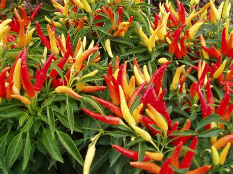 Ornamental Pepper Chilly Chili F1 | All-America Selections