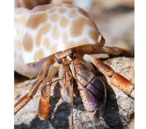 Hermit Crab Species - Types of Hermit Crabs | HubPages