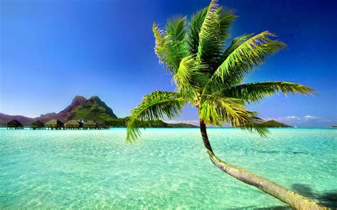 Palm Tree Beach Wallpapers - Wallpaper Cave