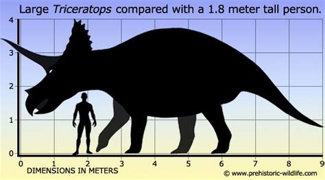 Triceratops | Prehistoric wildlife, Prehistoric animals, Animals