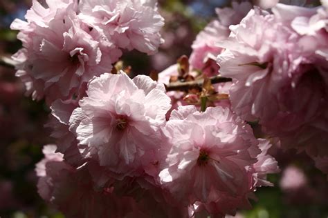 Pink Tree Blossom Spring Flowering | Trees| Free Nature Pictures by ForestWander Nature Photography