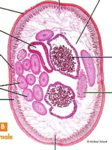 Female Ascaris Cross Section Diagram | Quizlet