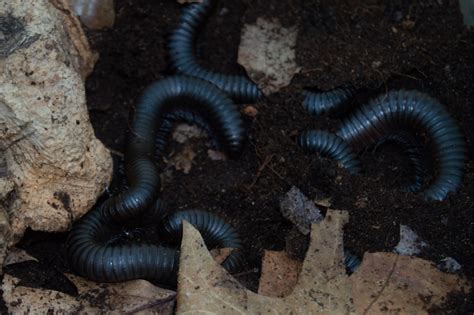 Giant African Millipede – Utica Zoo