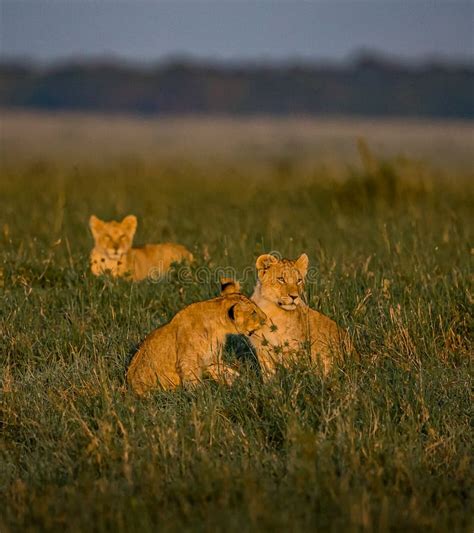 Family of Young Lion Cubs at Dawn in Kenya Stock Image - Image of babies, looking: 189835819