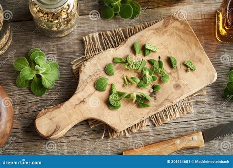 Cutting Up Fresh Coleus Amboinicus Plant To Prepare Herbal Syrup or Tincture Stock Image - Image ...