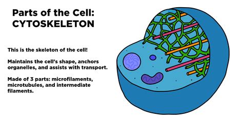 Cytoskeleton — Structure & Function - Expii