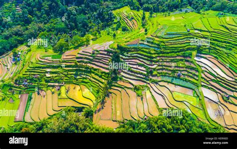 Ubud rice terraces. Bali, Indonesia Stock Photo - Alamy