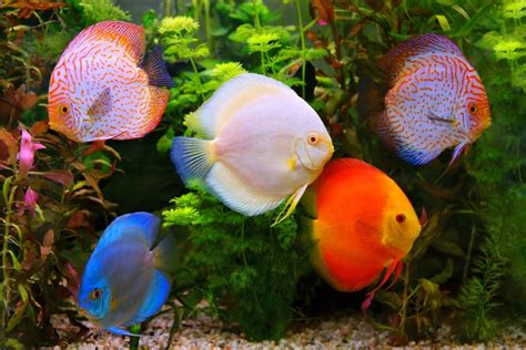 10 Awesome Plants for Discus Tanks (Species Guide) - Build Your Aquarium