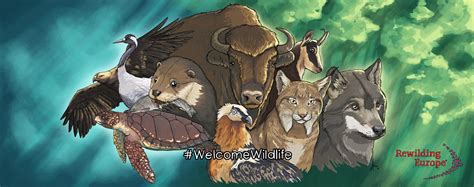 Wildlife comeback | Rewilding Europe