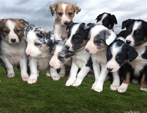 Huntaway x Welsh Sheepdog puppies | The Farming Forum