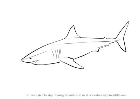 How to Draw a Great White Shark (Fishes) Step by Step ...