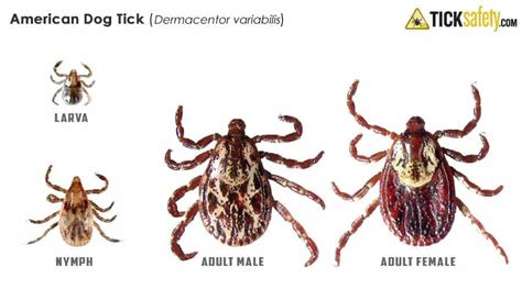 American Dog Tick (Dermacentor variabilis) • TickSafety.com