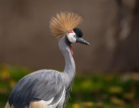 African Crowned Crane | Starmind Conservation