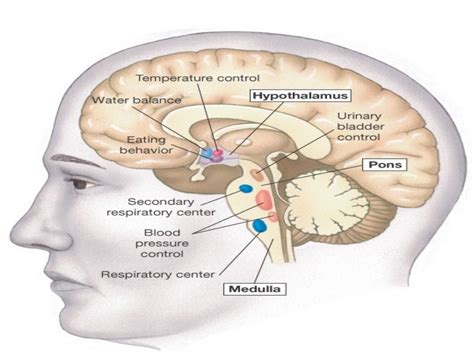 Hypothalamus