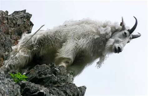 Mountain Goat - Description, Habitat, Image, Diet, and Interesting Facts