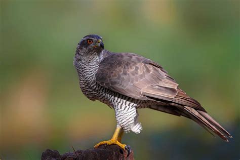 Hawks In Pennsylvania: Search For All 9 Species Here