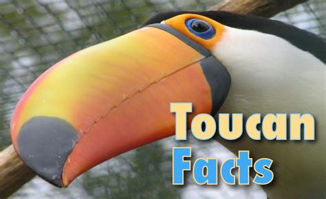 Toucan Facts And Information For Kids With Pictures & Video