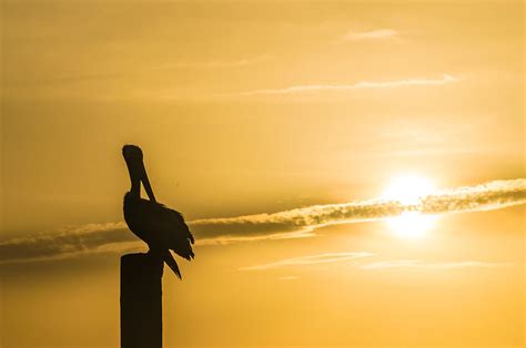 Pelican Silhouette At Sunset Photograph by Ray Sheley - Pixels